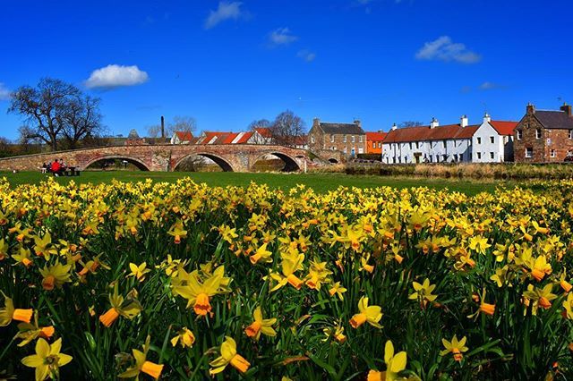 HiddenHadd's tweet photo. Spring is in the air! 🌼☀️ #haddington #haddingtonbeauty #hiddenhaddington #thisishaddington #haddingtonisnow #bloominghaddington #bluesky #nungatebridge #daffodils #sunday #hostofdaffodils #daffodils🌼 #nature #eastlothian #eastlothianlife #visualsofl… https://t.co/LTbueiiY7P https://t.co/2ND58j5c4e