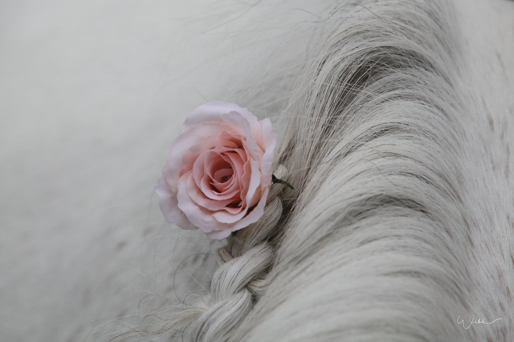 WendyWebbPhoto's tweet photo. #ponypower  #wedding #wendywebbphotography
#greycounty #thornbury #bluemountain #beavervalley #farmwedding #smalltownwedding #lightninja #markdale #meaford #bouquet #bride #groom #details #love #romance #bridetobe #savethedate #weddingday #weddingphotography #countrywedding https://t.co/YRqkKlvyNP