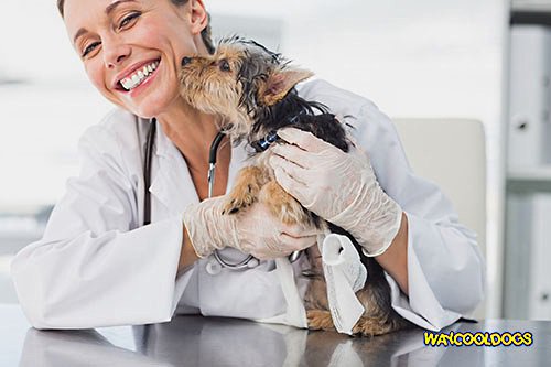 Finding a New Veterinarian After You Move dlvr.it/R1vRD9