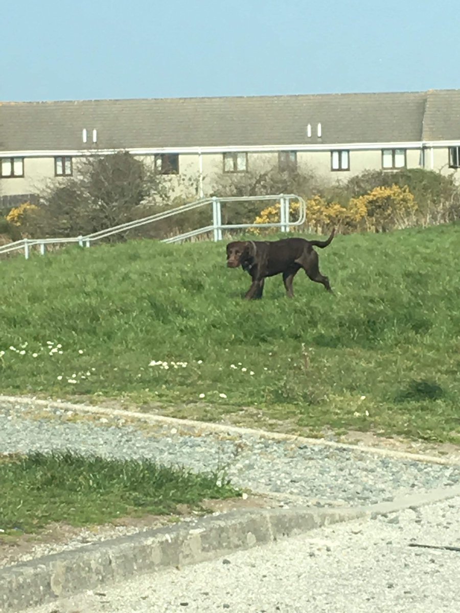 whittyphil's tweet photo. Lost Dog, Morrison’s Car Park, Pool, Cornwall. This handsome beast is casually walking around the carpark, please share &amp; reunite with its owner. #lostdog #poolcornwall https://t.co/cuEh5UgKvE