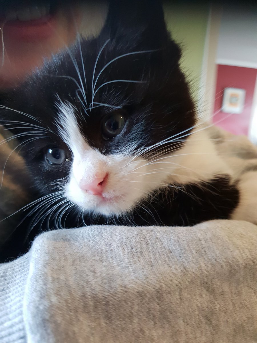 tarap1's tweet image. New Peacock baby, welcome to the family  gorgeous Pandora x