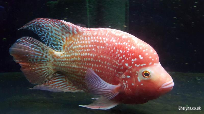 BluegrassFish tweet picture
