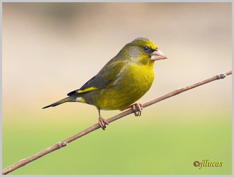 Verderón serrano.
(Carduelis citrinella)
#ZascandileandoPorCLM #Parquenaturalserraniadecuenca #cuencaesunica #Cuenca #zascandileandoporcuenca #descubrecuenca #igerscuenca