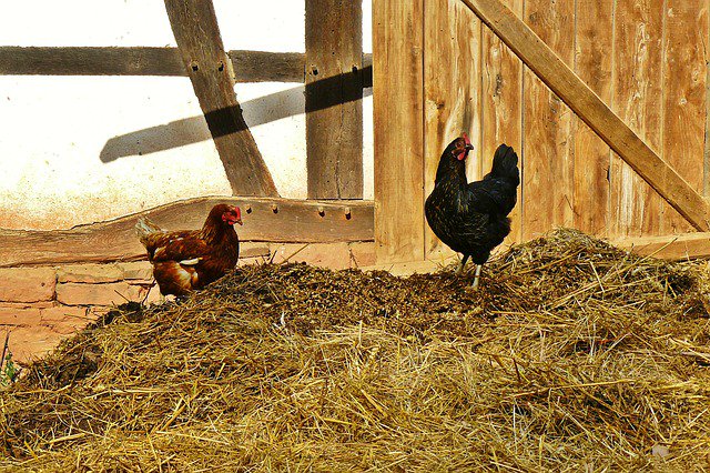 ResolveConserve's tweet photo. GPS now tells the life story of your poultry - and along the way it could verify if it’s organic and locate where that salmonella outbreak originated.
https://t.co/EG7vhDX6h3 #resolveconservation https://t.co/4t8i3PBVGp