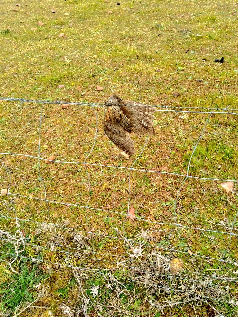 Jacinto Saavit 🏳‍🌈 tweet media