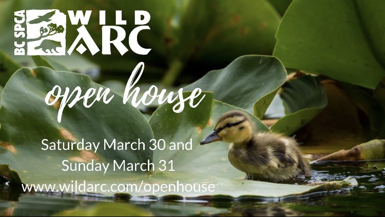 L.A. Limousines tweet media