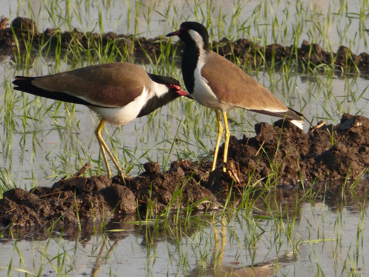 AlamJungli's tweet photo. Your welcome in western Himalaya Foothills
Book your next Birdwatching trip
Contact-7500987892
taukeeralamlodha@gmail.com
#eBird #birdwatching
#national_park
#himalaya
#foothils
#watland
#mixforest
#wildlife_santury
#nationalpark #bestbirdshots #feather_perfection https://t.co/7ucLOyR7PN