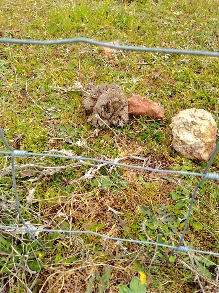 Jacinto Saavit 🏳‍🌈 tweet media