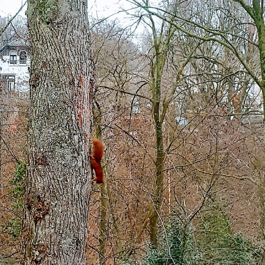 In de #OudeHaven ! #Hilversum #eekhoorn
