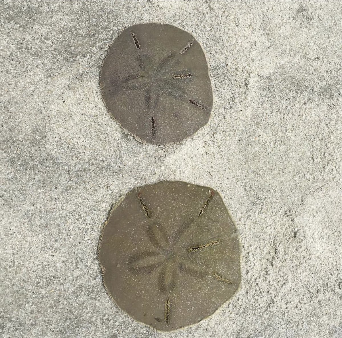 If you see a sand dollar or starfish, leave them in the water! If it’s washed up on the beach, please help them find their way back to the water. Just because they aren’t moving doesn’t mean they aren’t alive. 💕 @mermaidofhiltonhead #starfish #sanddollar #education #conserve