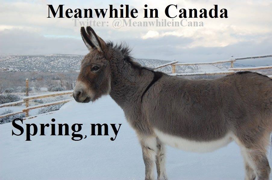 Meanwhile in Canada tweet media