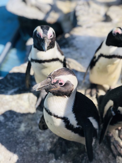 Twitterのコスプレ画像46