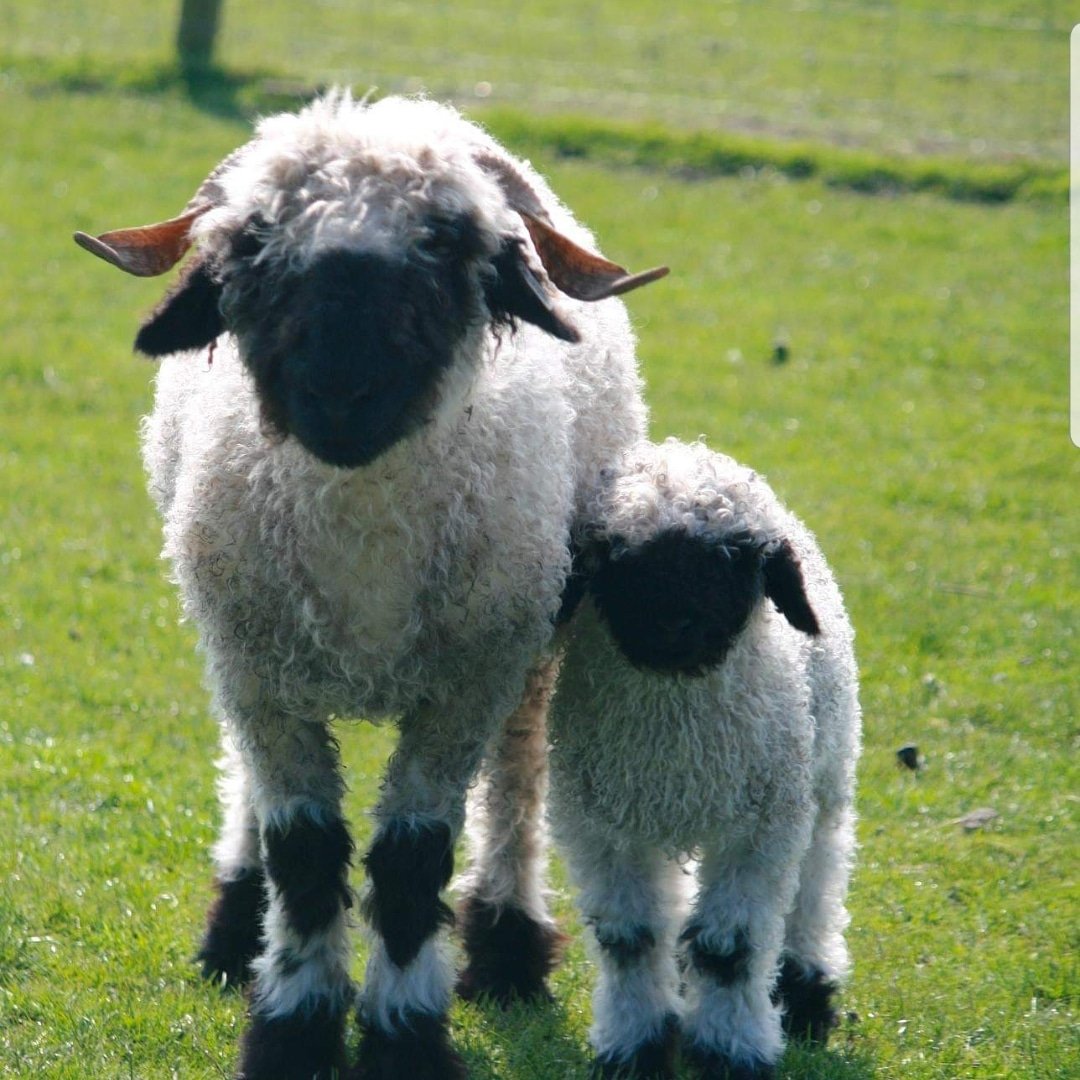 Happy mothers day #MothersDay #cornwall #valais #womeninfarming