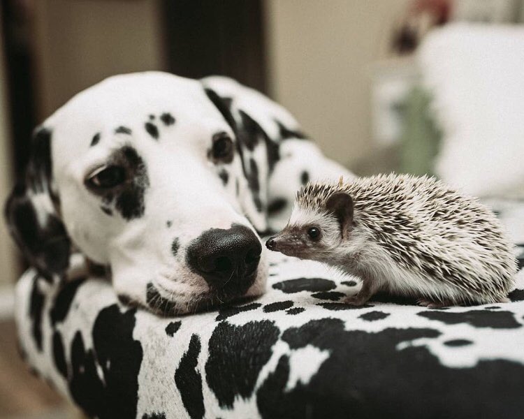 he posts a picture of his dog and hedgehog