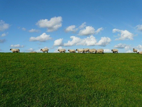 ElancoLivestock's tweet photo. Could any of your fields have a high level of #coccidiosis contamination from last year? Work with your vet to develop a bespoke plan for managing disease risk #CocciControl #FarmAnimalHealth https://t.co/AgdTEwW7O4
