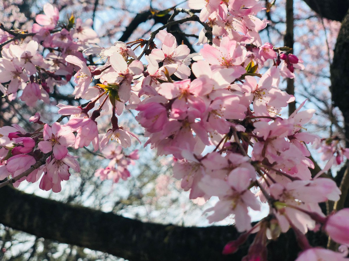 webgets's tweet image. やっぱり桜はいいな♪
#桜 #お花見