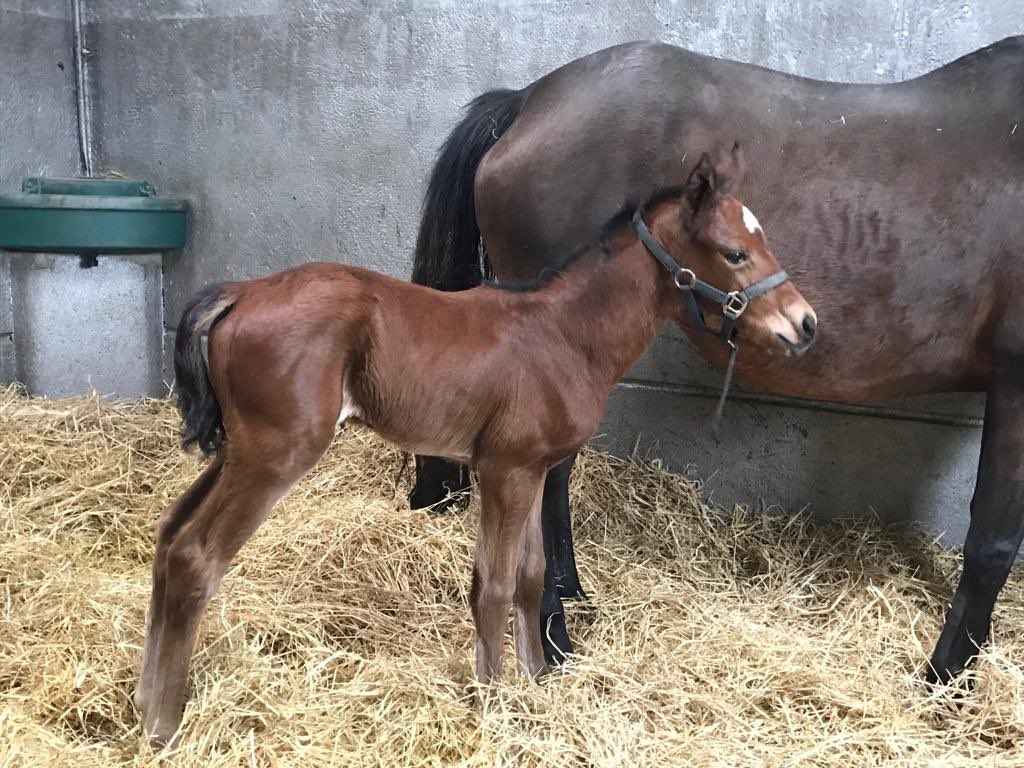Full sister to Gr.1 winner Cavalryman welcomes a cracking #MyDreamBoat filly. 24 Hours Old and already #LivingTheDream @CompasStallions  #MyDreamBoat #TheFlatIsBack