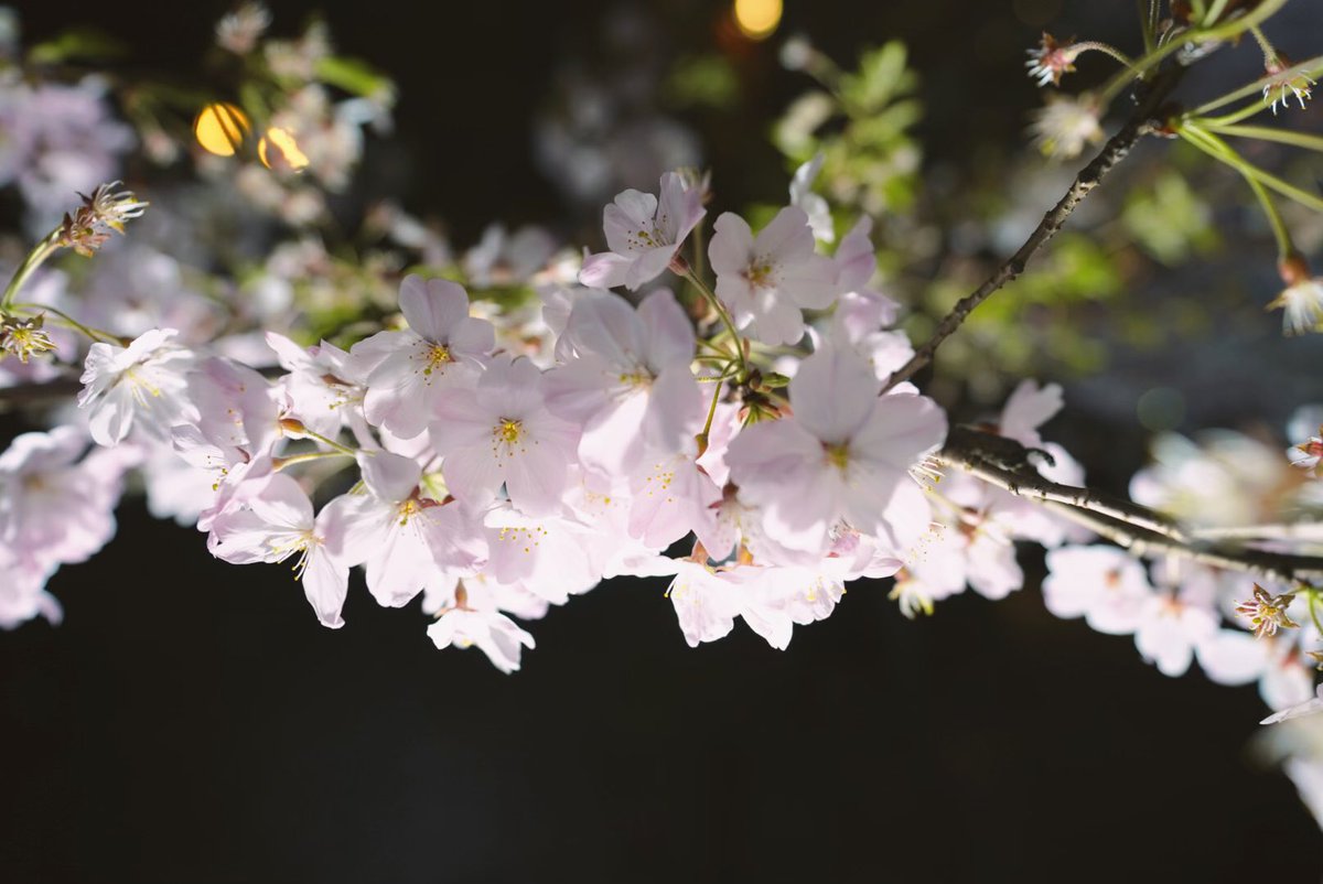 hanae0626's tweet photo. 夜桜をね、見に行ってきました🌸 https://t.co/nK4MGuZLPI
