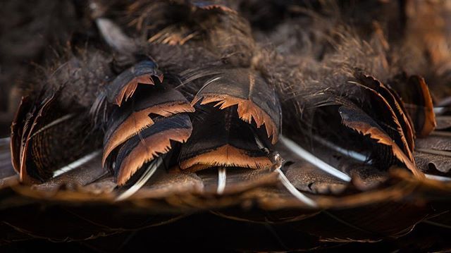 SPORTSMANchnl's tweet photo. Does a good day end up in a pile of feathers for you? - Alex Diecidue
#IAMSPORTSMAN #hunting #turkey #springtime #turkeyhunting #floppage https://t.co/xuk1QQfwIe