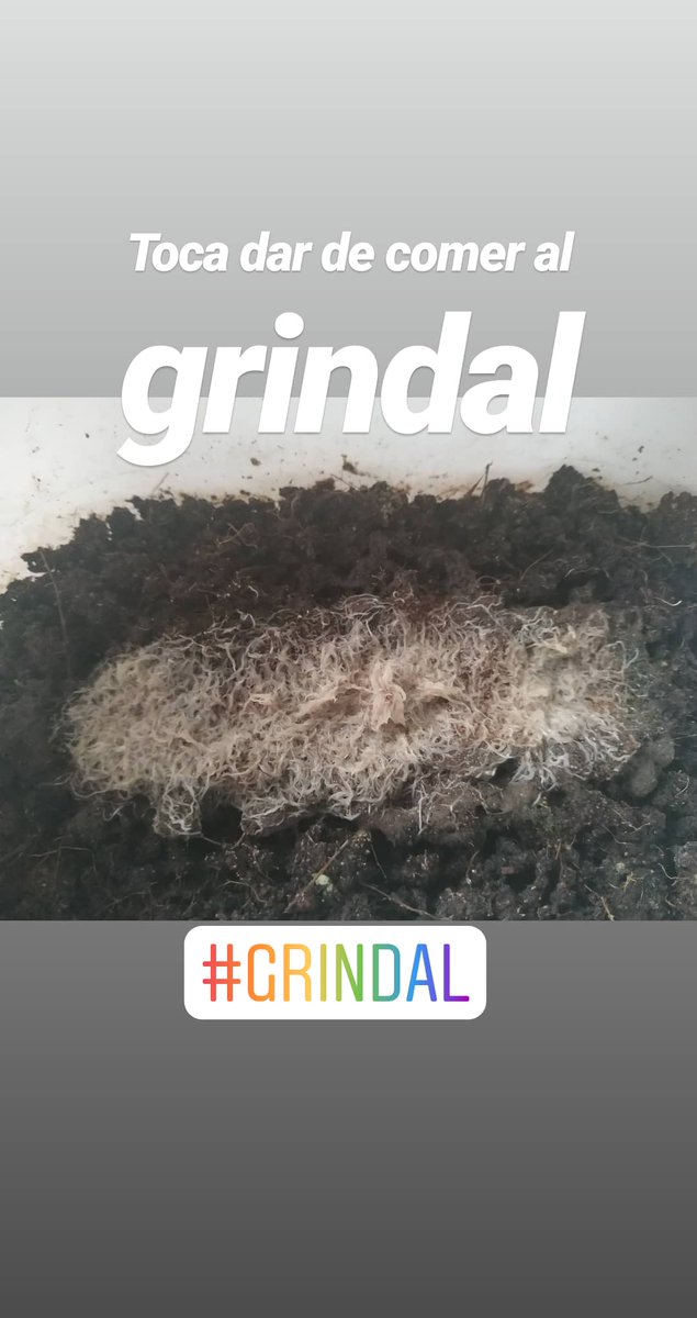TropicalesPeces's tweet photo. https://t.co/aj27ZOhtuT
#grindal, #cultivo, #alimentovivo, #cepas, #fish, #fishtank, #tank, #aquarium, #acuariofilia, #saltwater, #plantado, #killis, #endlers, #limegreen, #campoma26, #campoma31, #metalhead, #pterolebias, #bokermani, #Xiphophorus, #maculatus,#japanblue, https://t.co/l63hvAkQIw