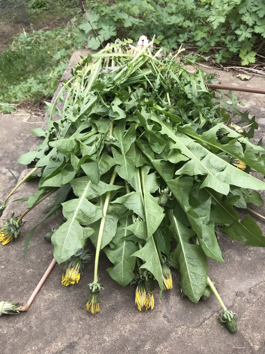 neurovet_clare's tweet photo. Itโs dandelion season. Hedgerow outside house is bountiful this time of year when the grass is so bear #ahutchisnotenougth #rabbits #rabbitliciousss https://t.co/xsDPsHQrlh