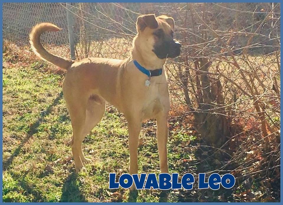 okladogs tweet picture