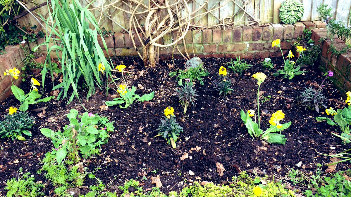 Best #MotheringSunday present ever! A flower bed! Boys bought some plants for colour but it’s rammed full of native seeds for #pollinators #butterflies and #bees 🐝🦋🌸💚🌍 #wildlifegarden #MothersDaygifts #MothersDaySurprise