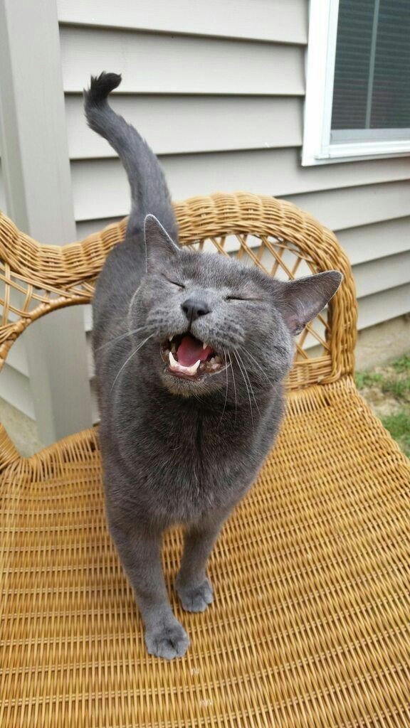 CatsHiddleston's tweet photo. 😂😂😂😂😂😂😂 #TomHiddleston #HiddlesEmoji #HiddlesFandom #HiddlesLovers #HiddlesFan #Hiddlestan #HiddlestonLovers #ILoveTomHiddleston #ILoveCats #CatsOfTwitter #CatHiddles #CatDay #HiddlesDay #ThomasDay #HiddlesCat https://t.co/4QQl5lmN3a