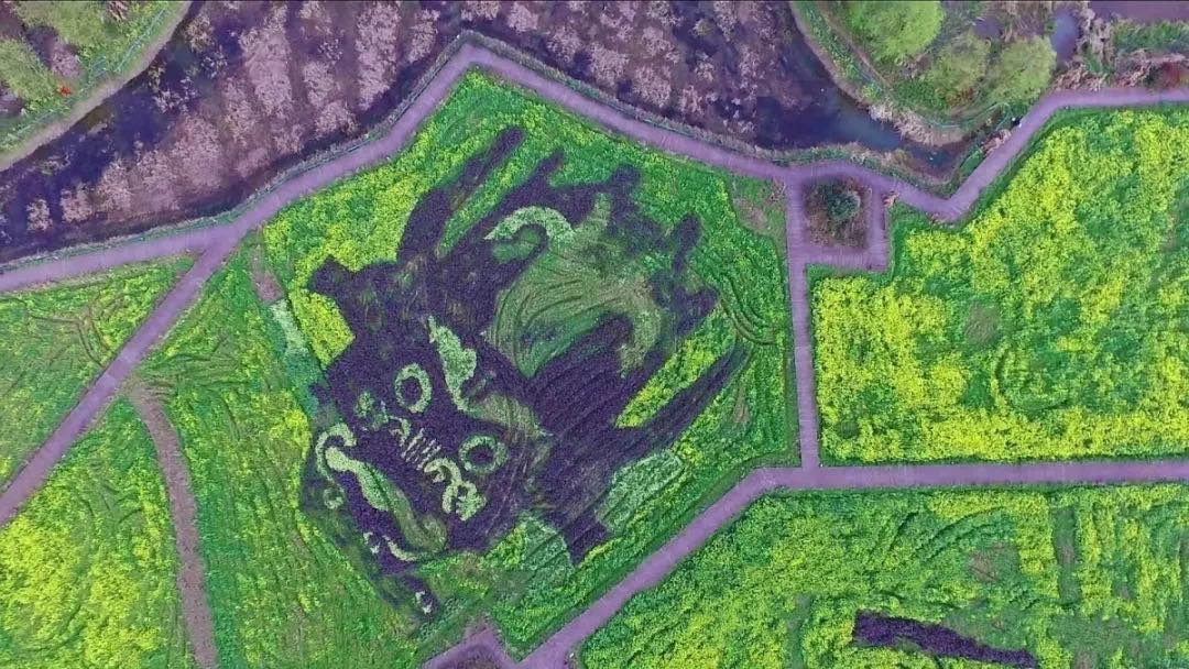 VisitAnshun's tweet photo. There is a huge face of opera which is 50 meters long and 40 meters wide, and the four characters of "Yunfeng Tunbao" next to the face of the opera, each word is 40 meters long and wide, they are all yellow, white and purple that made up of rapeseed. https://t.co/vvPPb2R7Wt