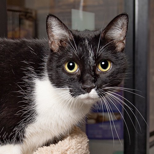 Jinx: Are you my forever family? Let's find out! Please come see me here at the Cool Springs PetSmart today and take me home with you. #cats #Kittens #AdoptDontShop
