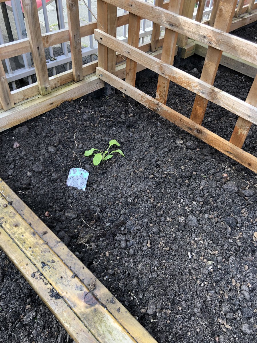 MissEngland6's tweet image. We have tomatoes, courgettes, kale, Brussel sprouts, broccoli and even aubergine growing this time round! 🍆🥦