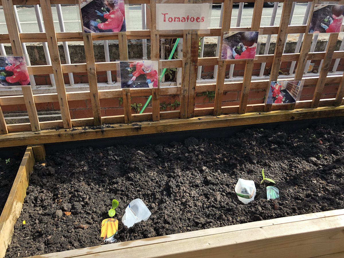 MissEngland6's tweet image. We have tomatoes, courgettes, kale, Brussel sprouts, broccoli and even aubergine growing this time round! 🍆🥦