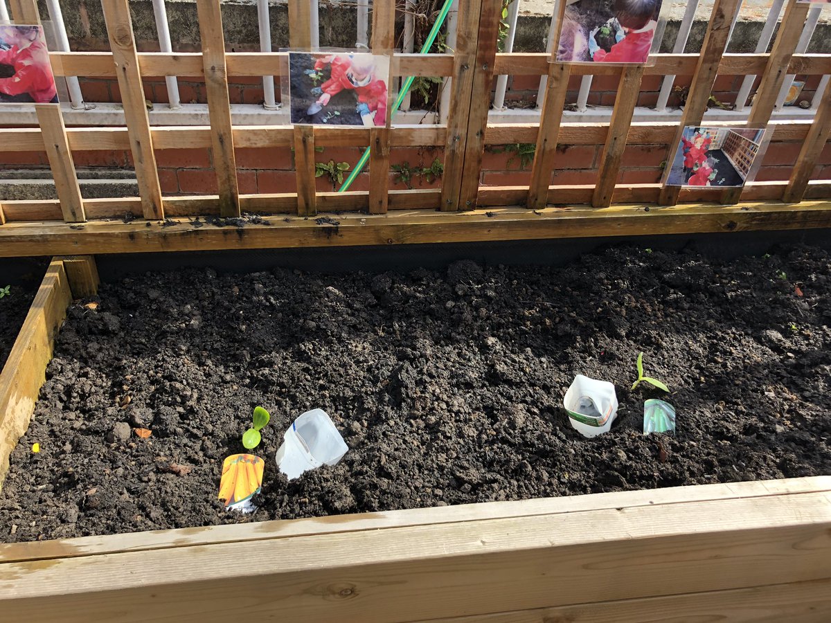 MissEngland6's tweet image. We have tomatoes, courgettes, kale, Brussel sprouts, broccoli and even aubergine growing this time round! 🍆🥦