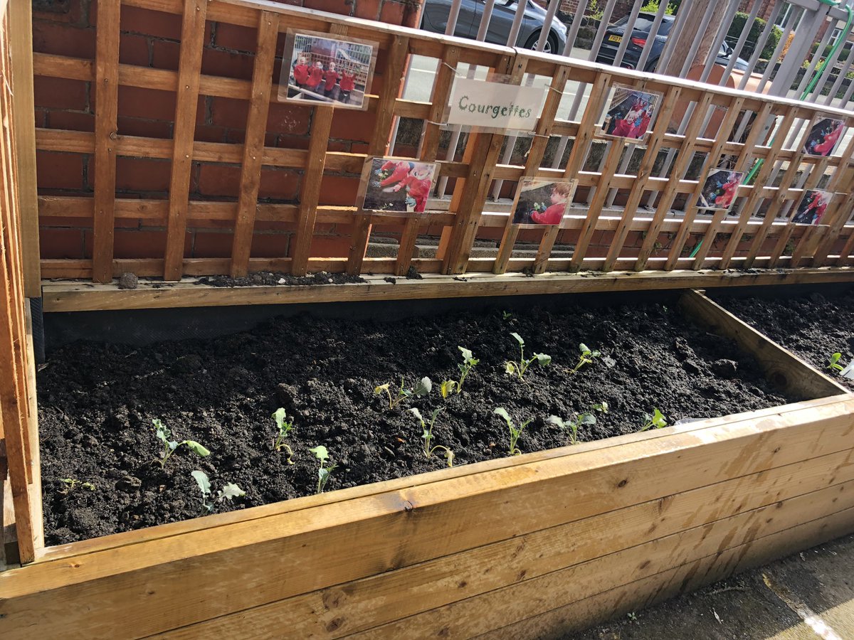 MissEngland6's tweet image. We have tomatoes, courgettes, kale, Brussel sprouts, broccoli and even aubergine growing this time round! 🍆🥦