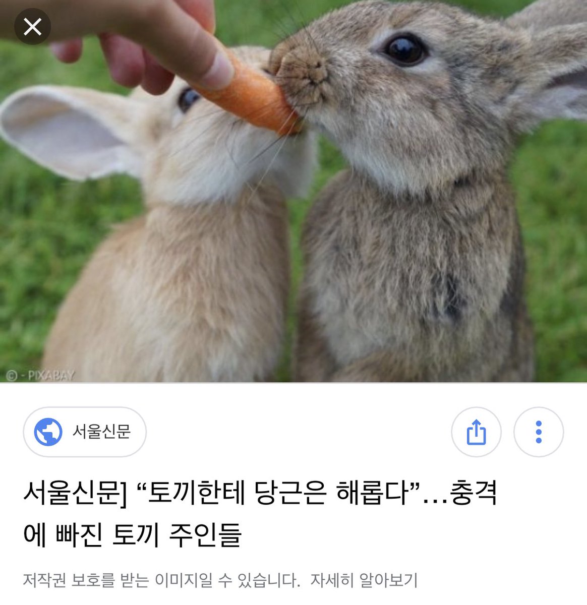 까..깡총?