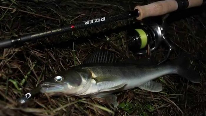 michail455's tweet photo. #fishing Мой улов #судак https://t.co/1ExxhhRM1t