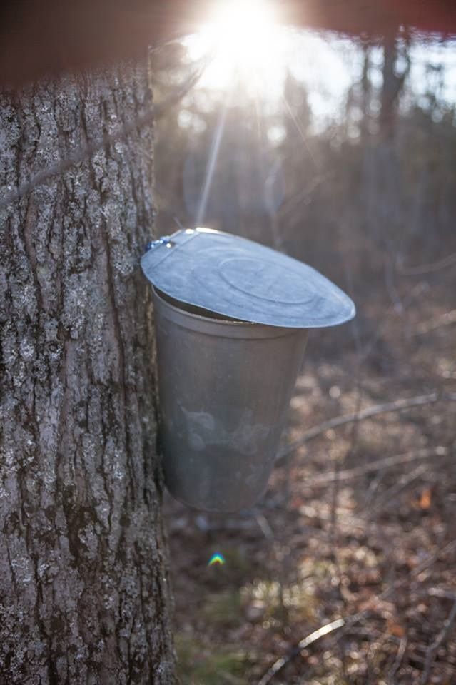 FestivalNomadCA's tweet photo. #Maple in the County saps boiling COME ON OUT TODAY! Celebrate Spring Harvest March 30-31@MapleinPEC #MapleintheCounty #OurSweetestTradtion @VisitTheCounty #taffy #petting zoos #lumberjack show #artisans #Vendors #horses #wagons #pancakes BRING THE FAMILY! https://t.co/qmmGkolKKd