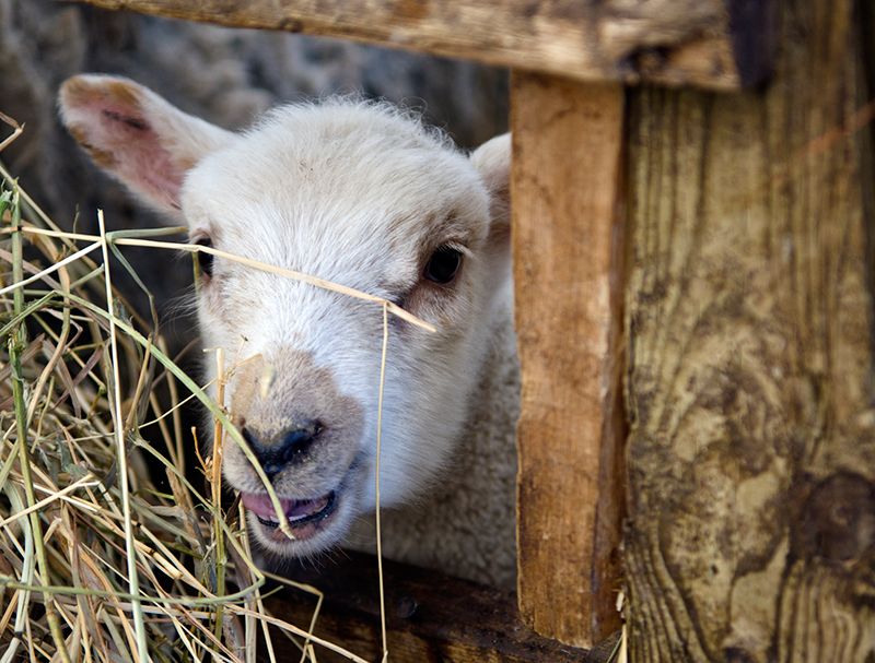 FestivalNomadCA's tweet photo. #Maple in the County saps boiling COME ON OUT TODAY! Celebrate Spring Harvest March 30-31@MapleinPEC #MapleintheCounty #OurSweetestTradtion @VisitTheCounty #taffy #petting zoos #lumberjack show #artisans #Vendors #horses #wagons #pancakes BRING THE FAMILY! https://t.co/qmmGkolKKd