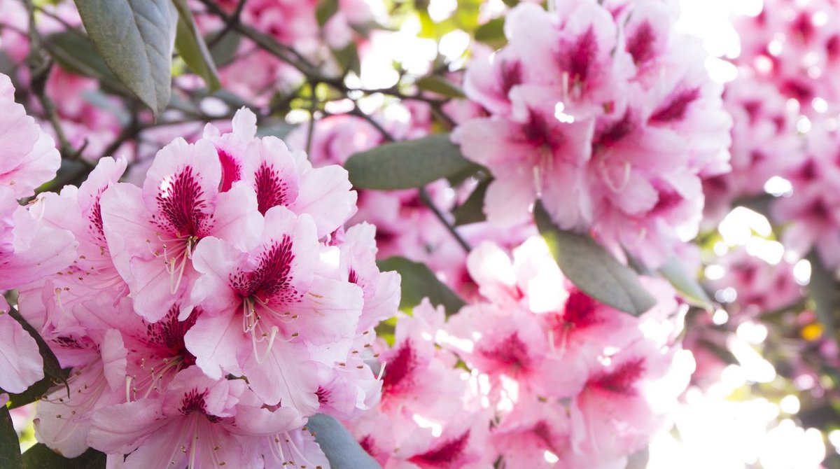 March Newsletter - mailchi.mp/healing-connec…