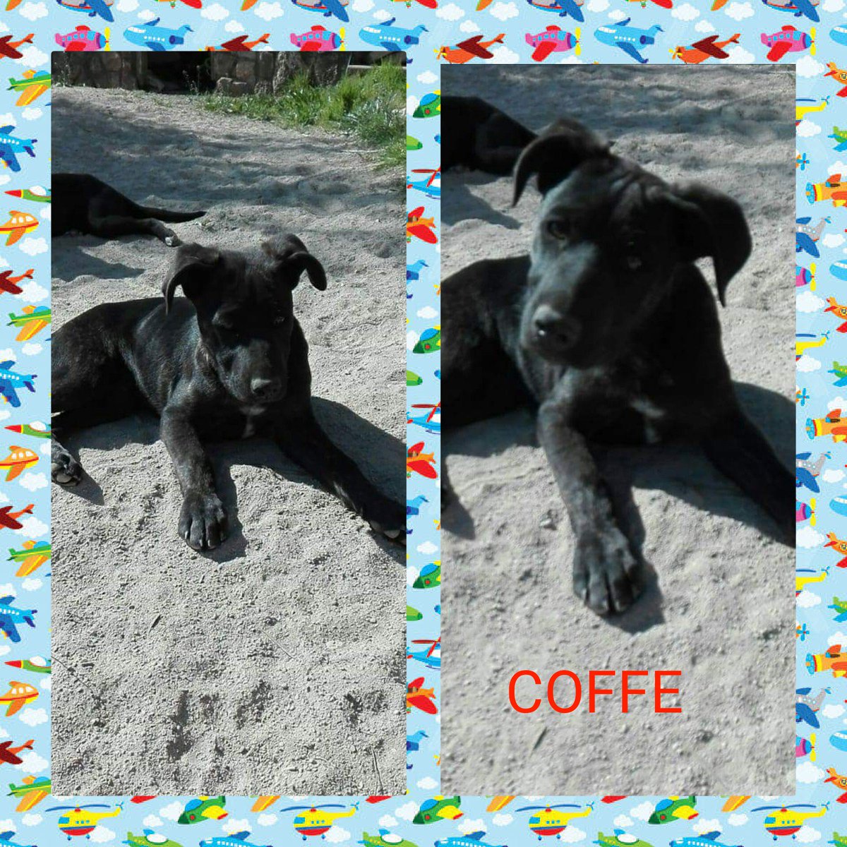 Pro-Sabuesos Asoc. Protectora tweet media