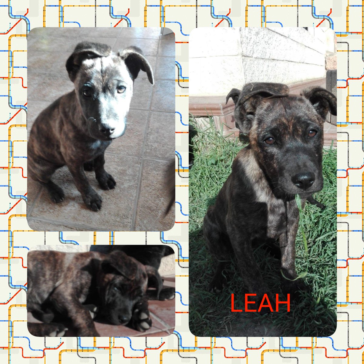 Pro-Sabuesos Asoc. Protectora tweet media