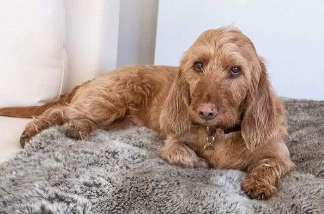 BorisMorrisVan's tweet photo. Minnie &amp; Merlin are #missingdogs from #Thorley #Yarmouth #IsleofWight  may head towards #Freshwater Bay Golf Club or Military Road. @comehomecharlie #RetweetPlease https://t.co/uax2FsfWLV