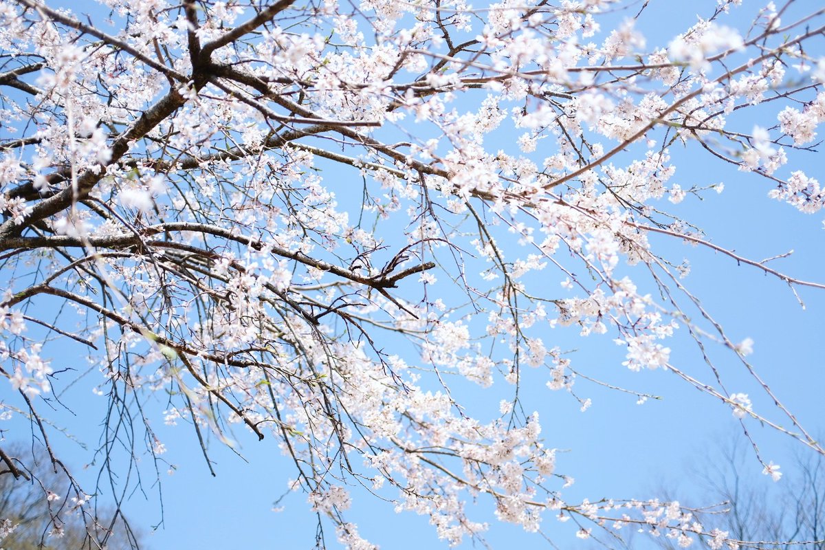 「まだ今年の桜を見てないので去年の写真ですが…

4/5からマンガParkで「君は」|縞あさとのイラスト