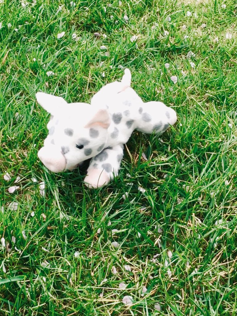 yeetedunicorn's tweet photo. Little Baby Frankieeee💜❤️☺️ #plushie #cute #adorable #sweet #baby https://t.co/OPKEKt6j3d