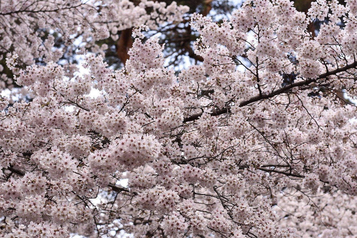 28__yusuke's tweet photo. #桜 #花見 #大宮公園 #cherryblossom #sakura #Nikon https://t.co/VLKP4UiZCN