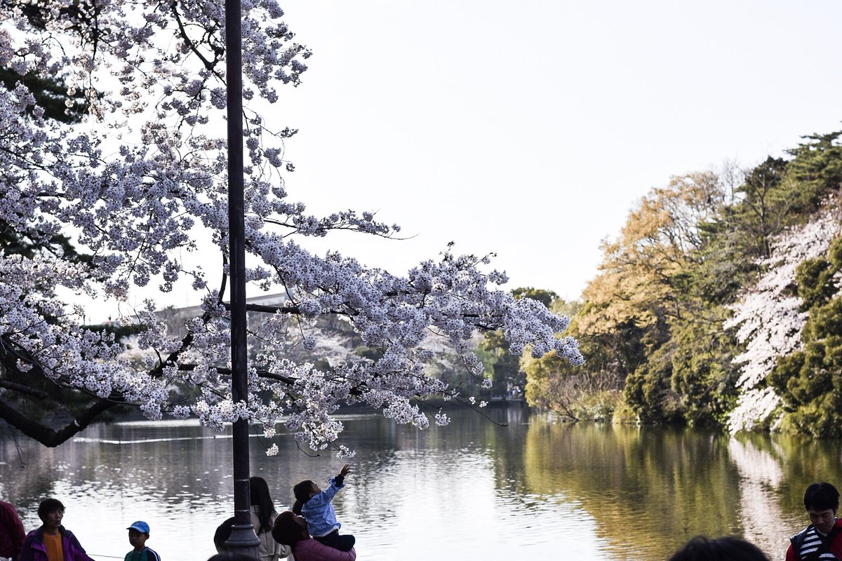 28__yusuke's tweet photo. #桜 #花見 #大宮公園 #cherryblossom #sakura #Nikon https://t.co/VLKP4UiZCN