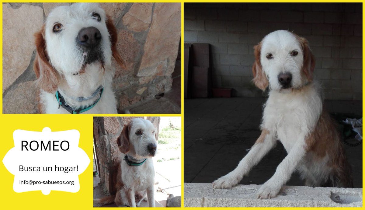 Pro-Sabuesos Asoc. Protectora tweet media