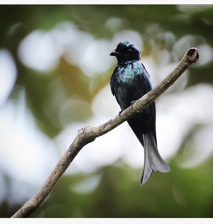 chellogimbad's tweet photo. Beautiful glossy shine on this Bronze Drongo #bird #birding #visitsabah #exploreborneo #naturephotography #birding_in_borneo #lowlandbirds #sabah #birdwatching #jungelife #birdphotos #birdphotography https://t.co/LbtCCfloX2