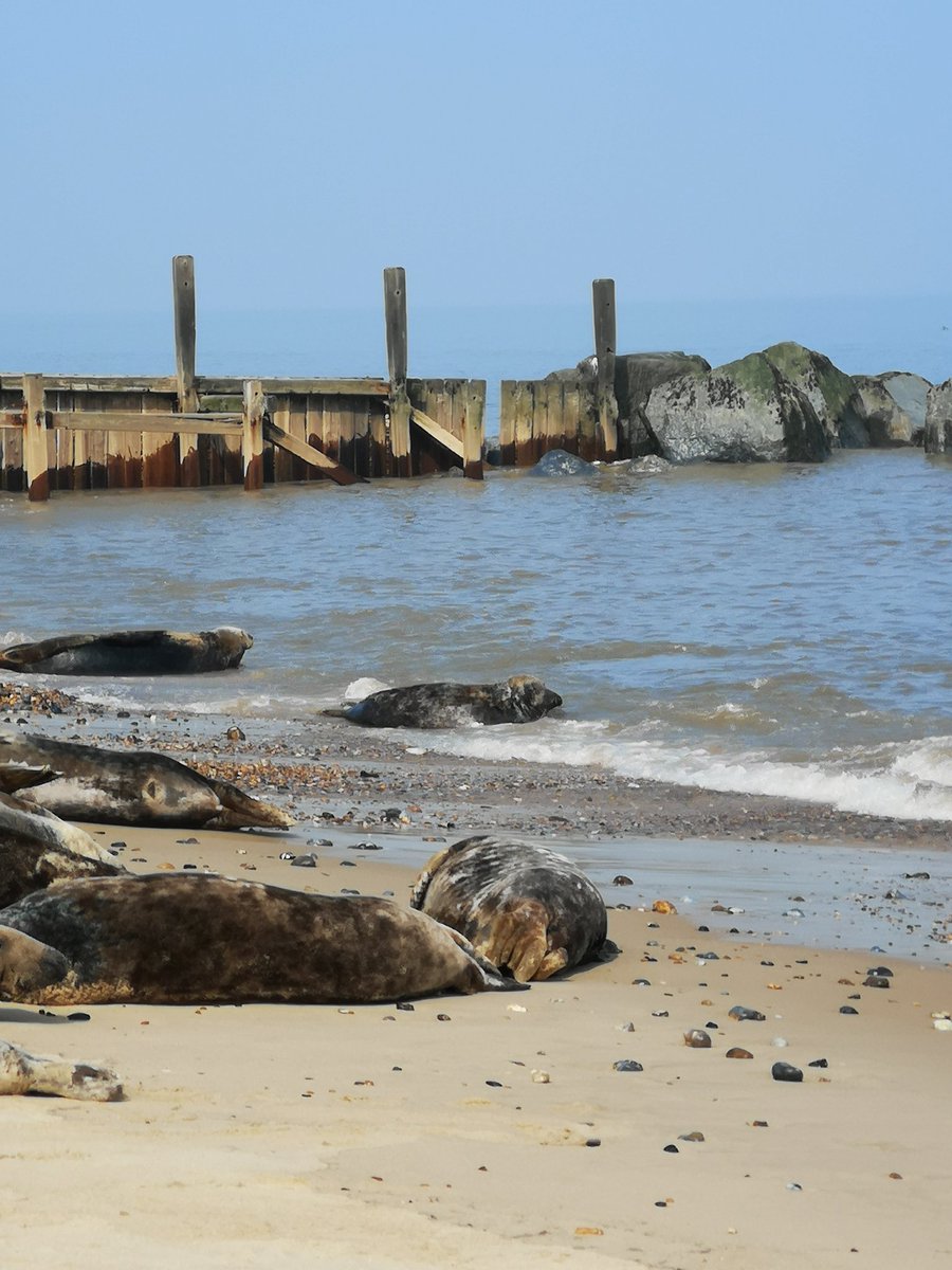 stephpell1's tweet photo. Can't beat a day out with the sun shining and seeing the seals https://t.co/GWTsfpR0mz