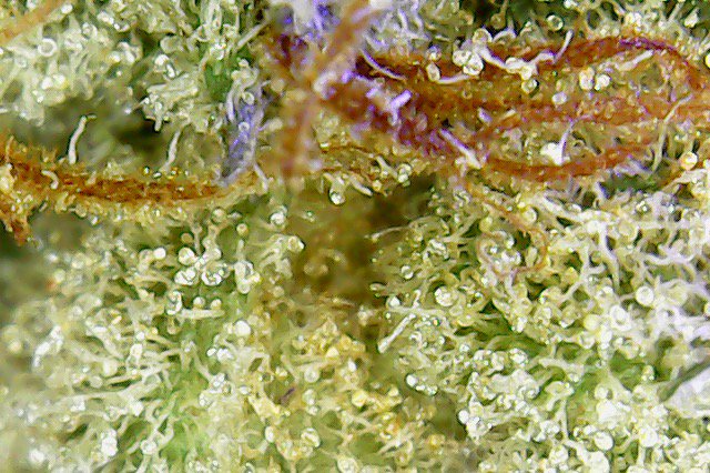 greenfusionled's tweet photo. 👽💚😍Trichomes make me smile😀
#growlights #howtogrow #grower #growers #bestledgrowlight #bestledgrowlights #fullspectrumled #growing #howtogrowcannabis #howtogrowmarijuana #strains #indica #sativa #CannabisCommunity #cannabismarchmadness #cannabiscanada #cannabisculture #joint https://t.co/wssiHKWJT2
